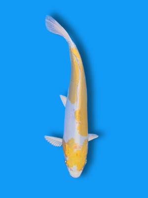 Doitsu Hariwake | Koi&Co.